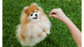 Top 5 Health Issues in Small Dogs and How to Prevent Them