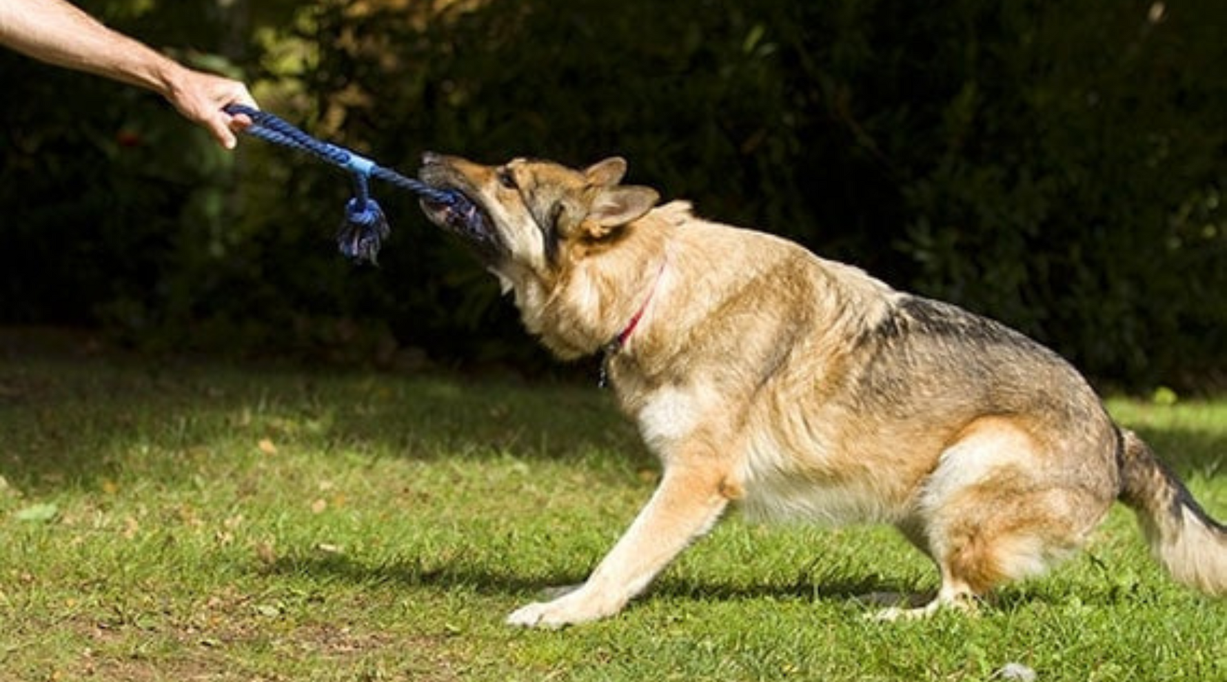 Big Paws, Big Fun: Perfect Exercises for Large Breed Dogs at Home and Outdoors