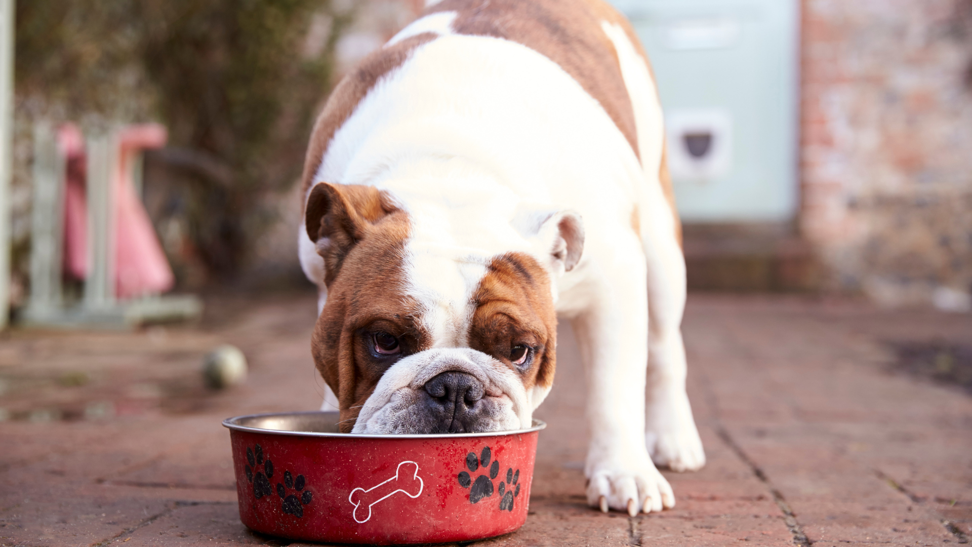 How a Nature-Led Diet Supports Your Pet’s Long-Term Health and Wellbeing