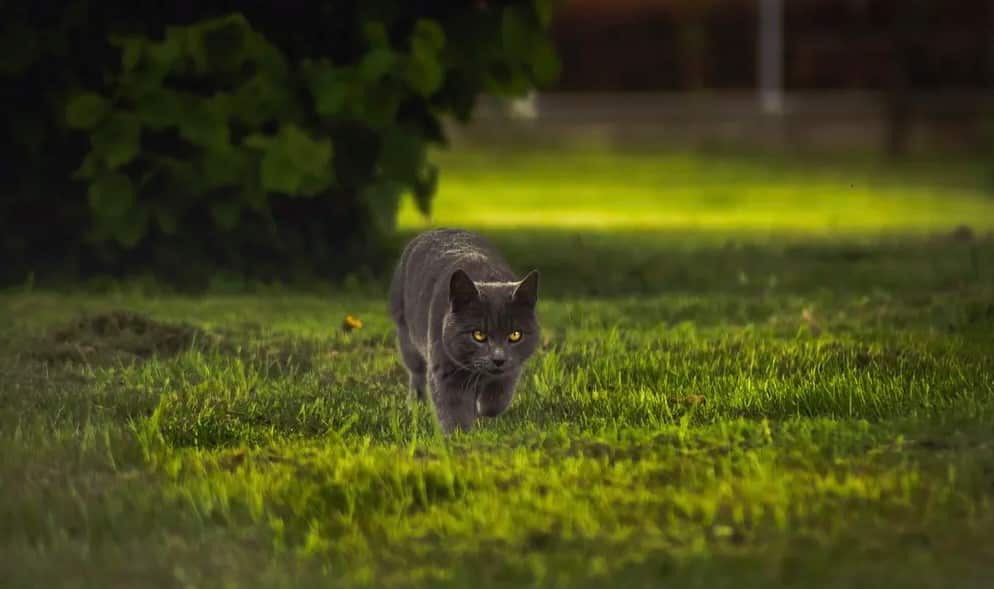 Breed highlight: British Shorthair cat facts