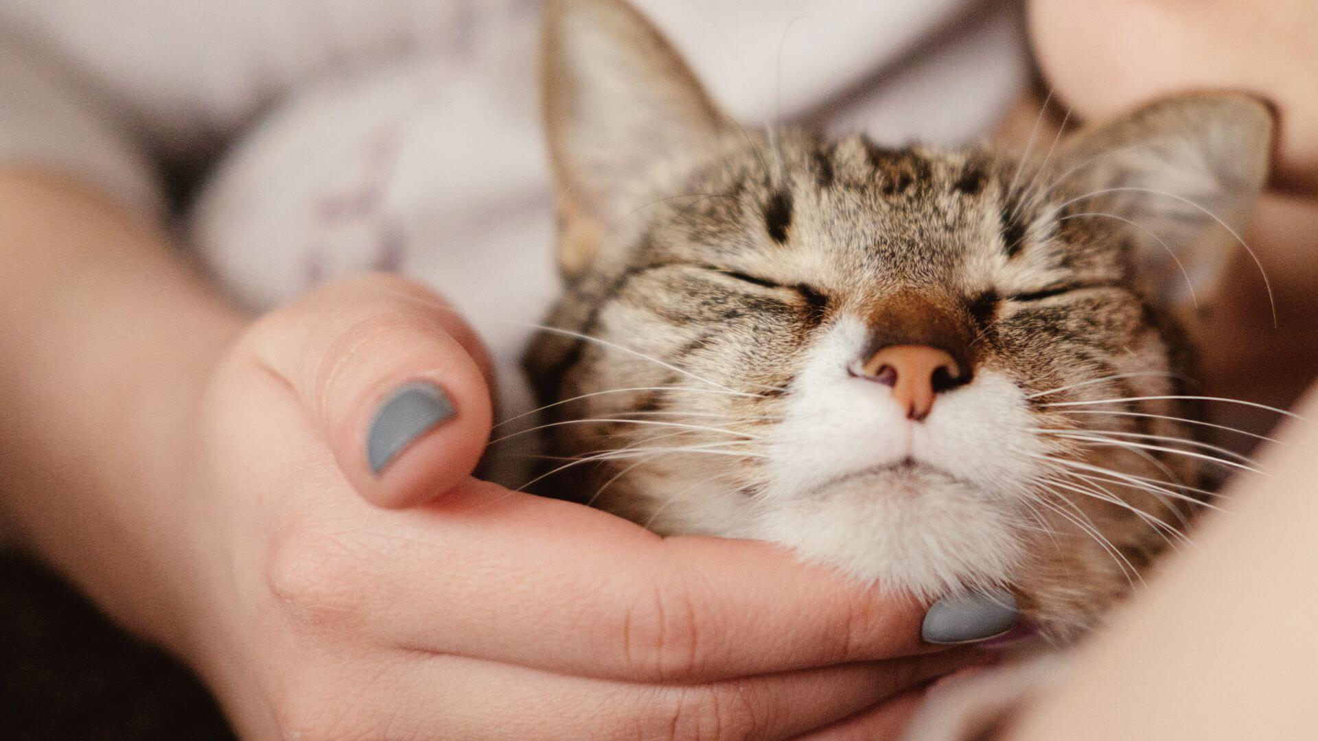Pamper Your Cat & Yourself: Beauty Tips
