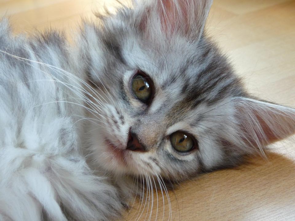 Cat Breed Highlight – Maine Coon facts and things to know