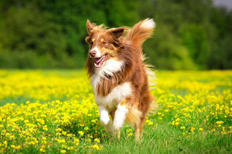 The Benefits of Chelated Minerals - A Perfect Blend of Nature and Science for Your Pet