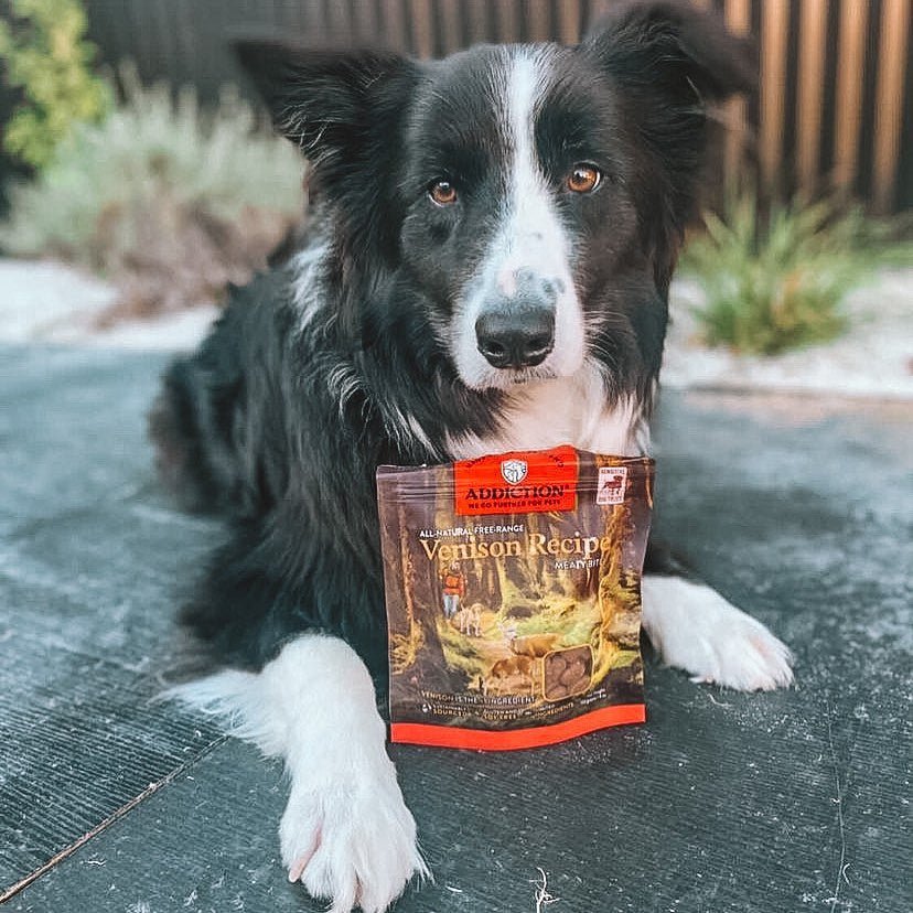 Addiction Meaty Bites takes the lead as the best allergy-friendly dog treats in Singapore - Addiction Singapore