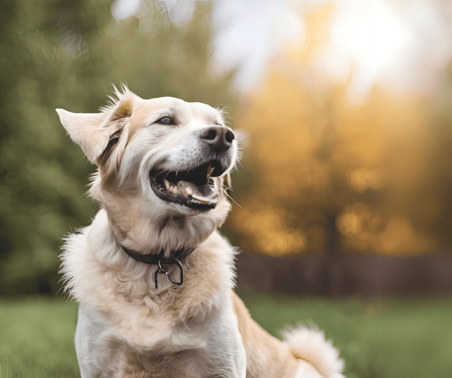 Aging Gracefully: Common Health Concerns in Senior Dogs & How to Help - Addiction Singapore