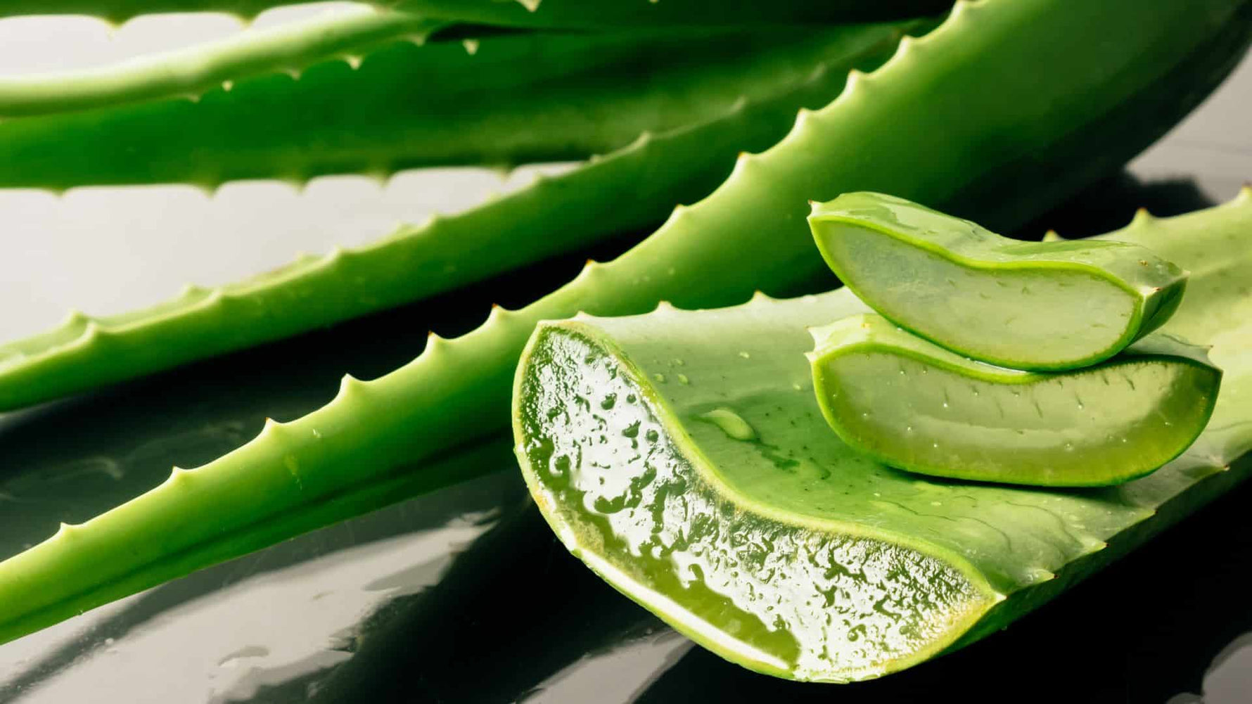 Aloe Vera: The Ancient Miracle Plant and Its Benefits to Cats - Addiction Singapore