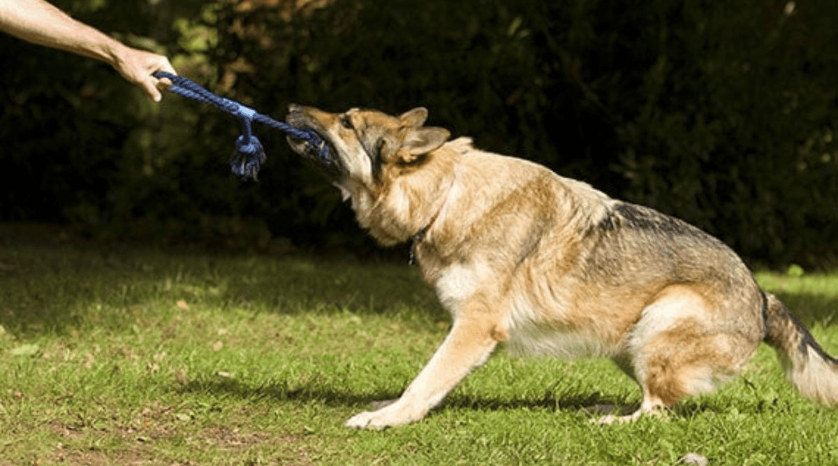 Best Exercises for Large Breed Dogs - Addiction Singapore
