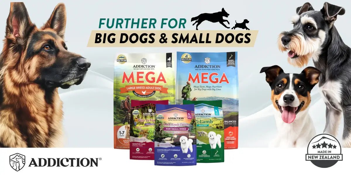 Big Dogs vs. Small Dogs: The Surprising Truth About Their Unique Needs - Addiction Singapore