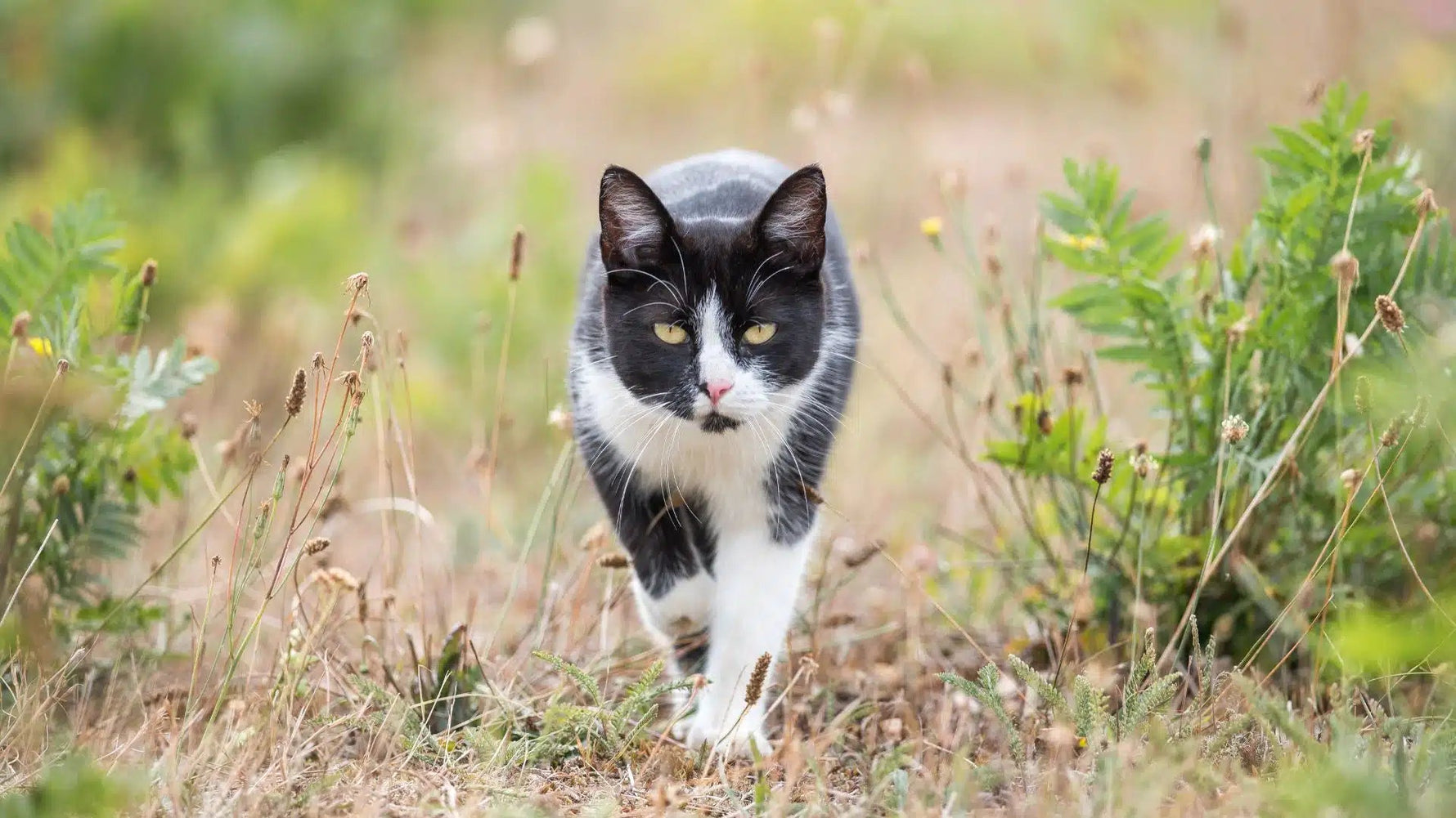 Can Your Cat Flex? How Protein Makes Cats Stronger - Addiction Singapore