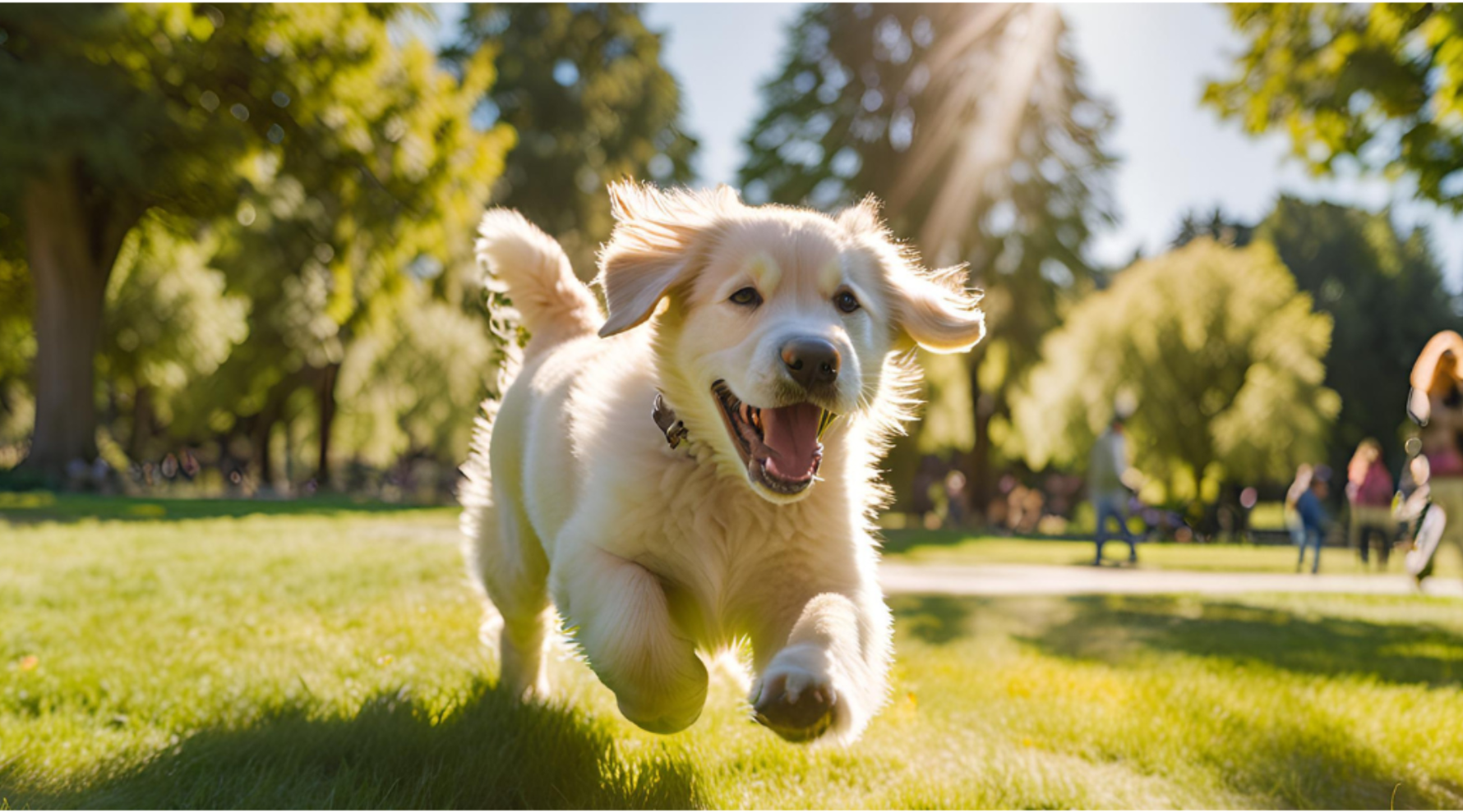 Caring for Your Large Breed Puppy 101: A Comprehensive Guide - Addiction Singapore