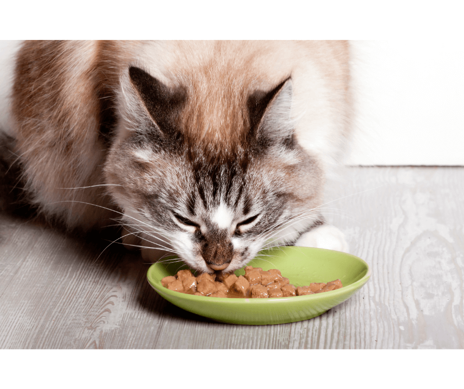 Cats, Kidney, and Urinary Diseases: The low-down on organs down-below - Addiction Singapore