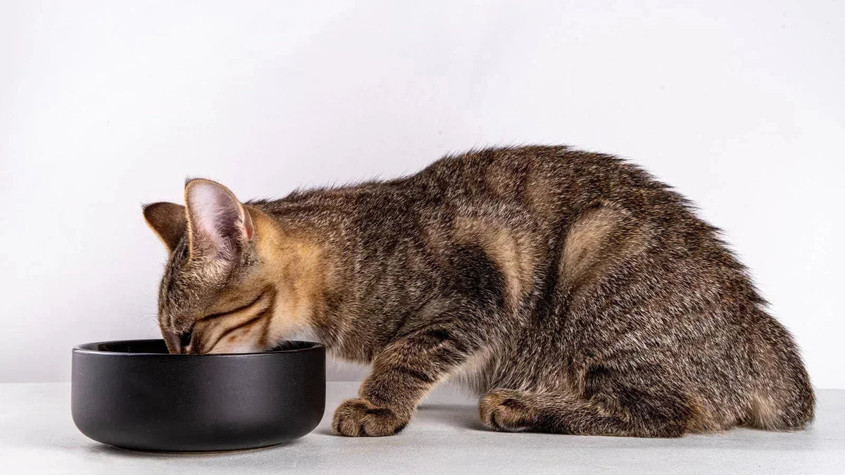 Cats Weight Management: Truth, Myth, & Keep Your Cat Lively - Addiction Singapore