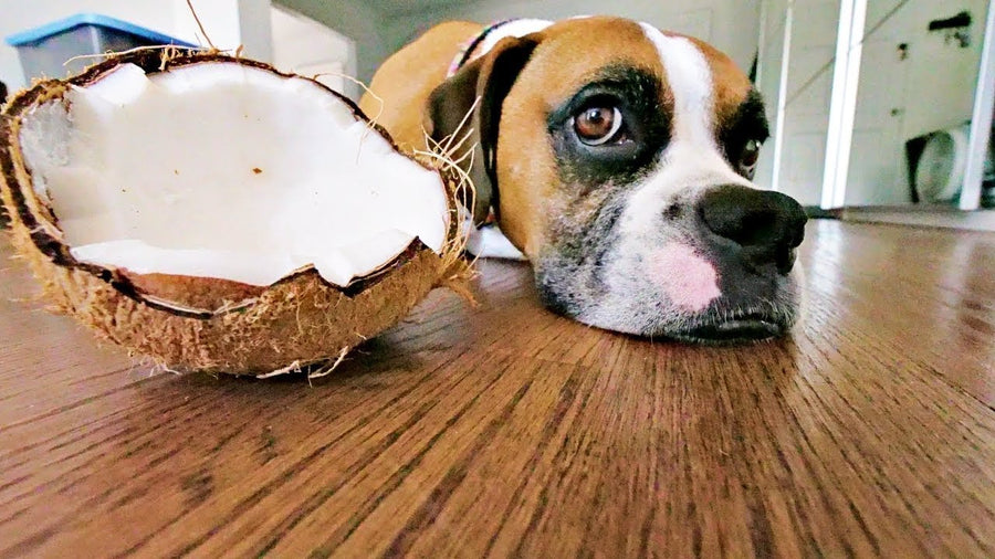 Coconut Oil - A Natural Solution for a Dog's Skin and Coat Health - Addiction Singapore