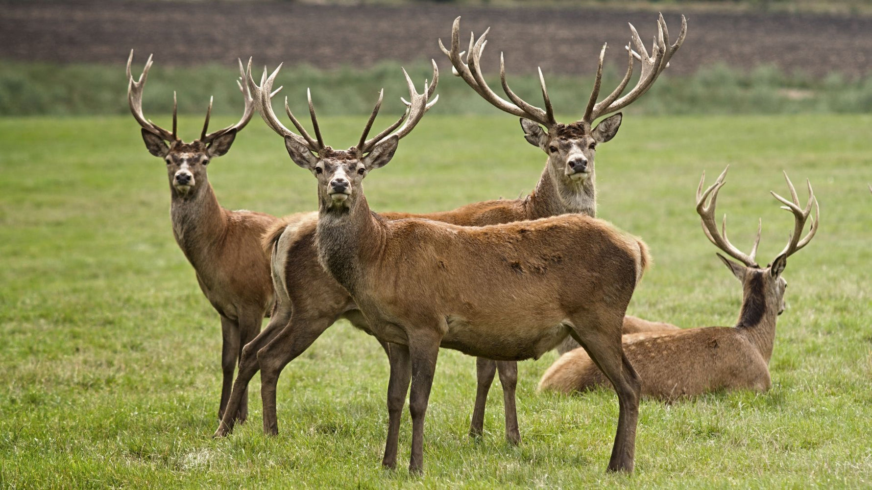 Deerly Beloved: Why Cats Crave Venison - Addiction Singapore