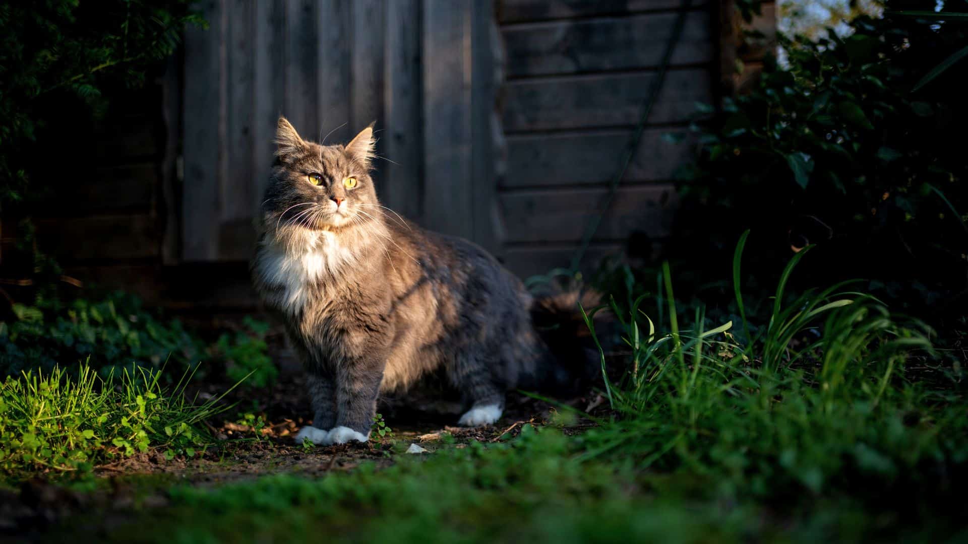 Shine from Within: These 3 Natural Ingredients Can Help Boost Your Cat’s Natural Beauty