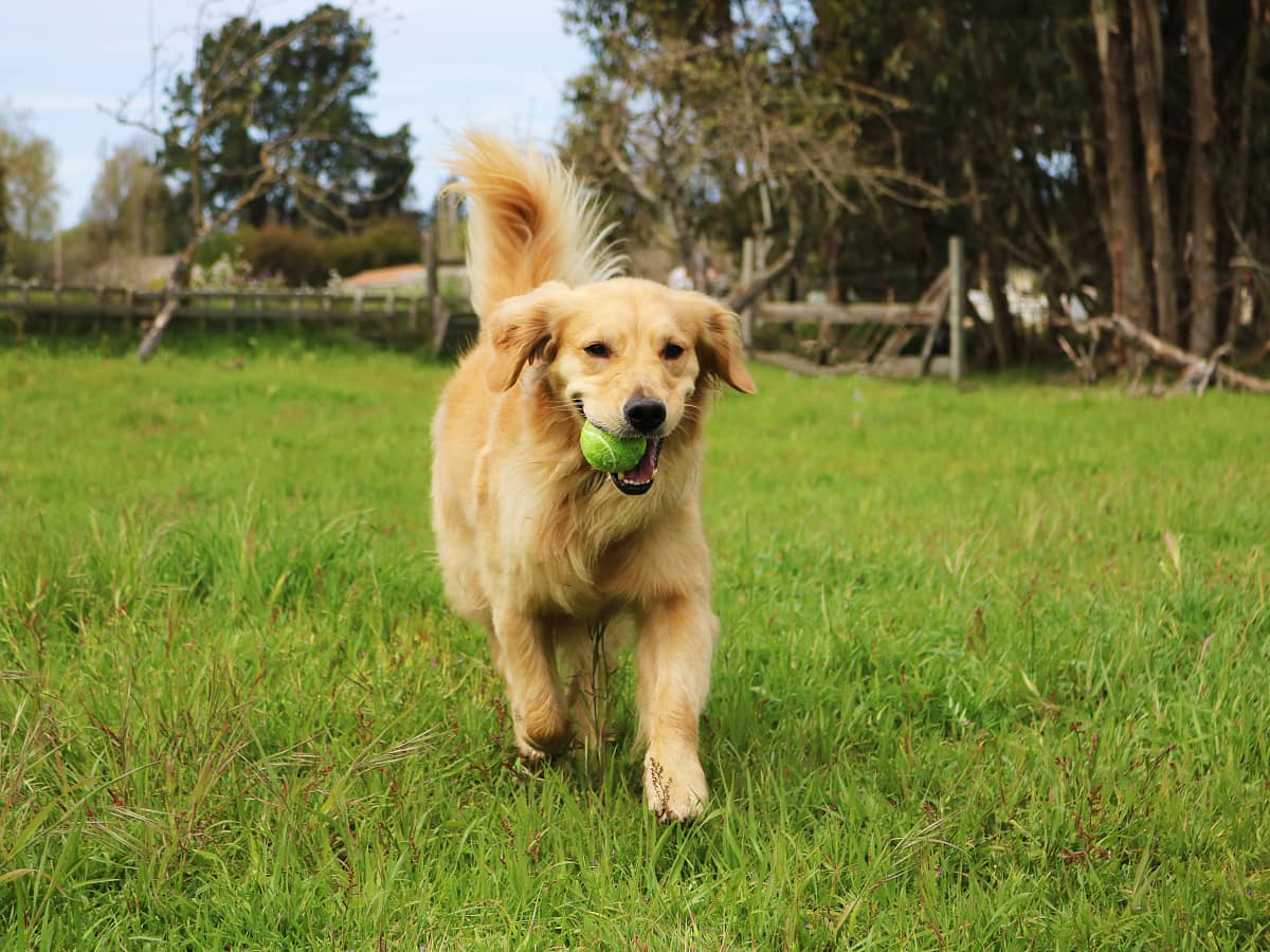 Exercise Tips for Large Breed Dogs: Big Fun for Your Big Buddy - Addiction Singapore