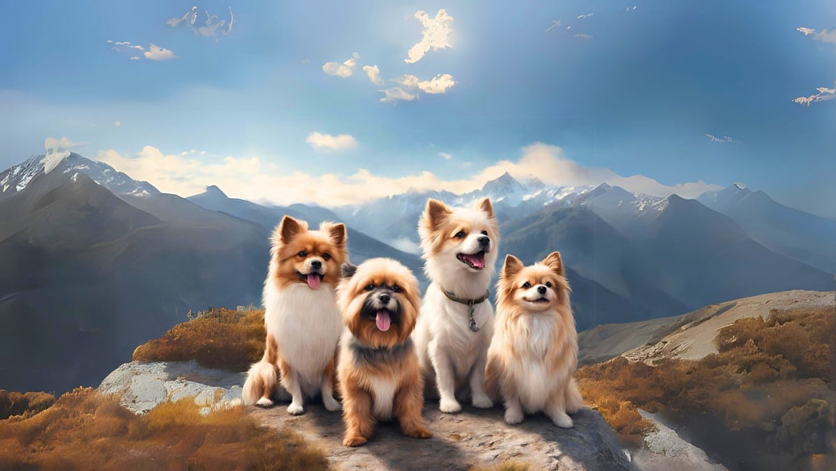 Small Breed – Addiction Singapore