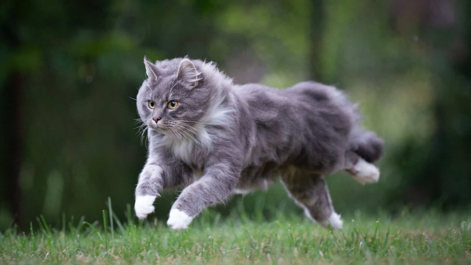 From Pounce to Purrfection: How the Right Diet Enhances Your Cat’s Hunting Skills - Addiction Singapore