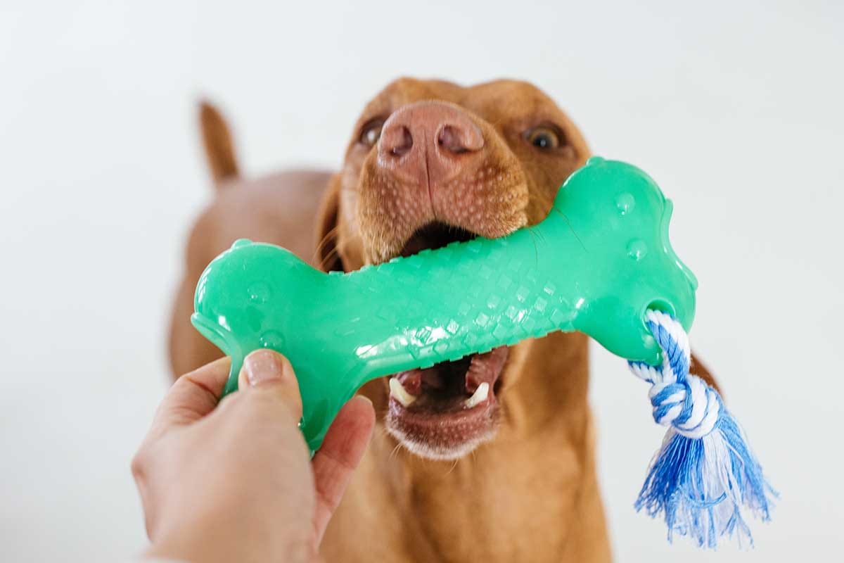 Fun and Effective Ways to Care for Your Dog and Cat’s Oral Health.