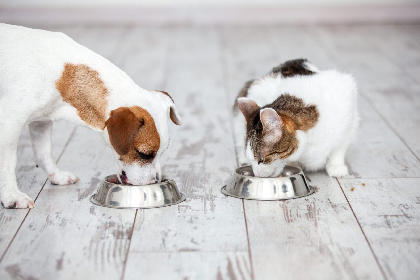 Gut Health in Dogs and Cats: Why It Matters More Than You Think - Addiction Singapore