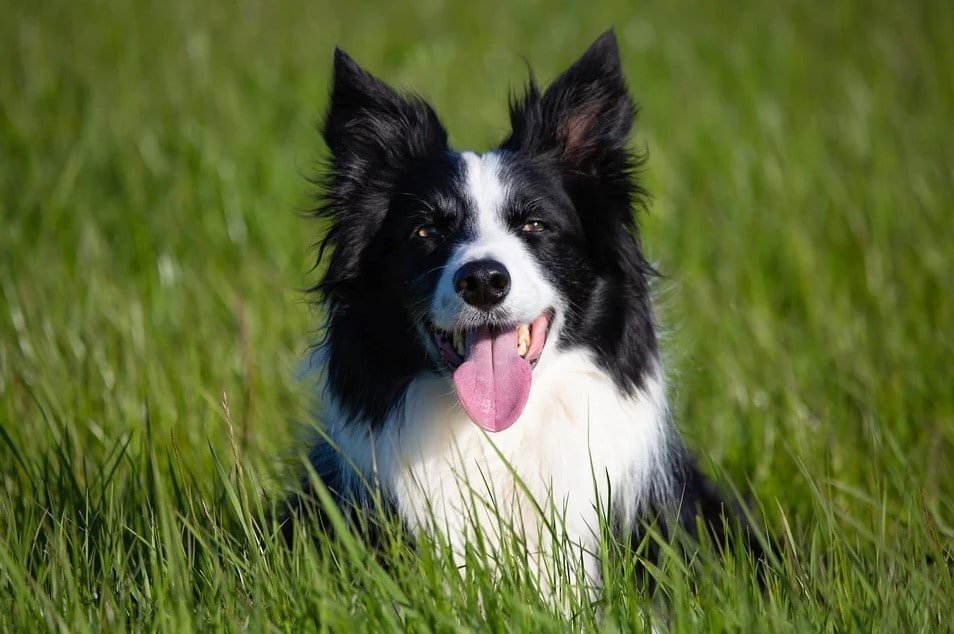 Hairballs in cats and dogs – Why it happens and how to prevent it - Addiction Singapore