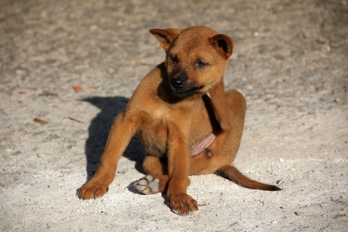 Health benefits of Venison for dogs with meat allergies - Addiction Singapore