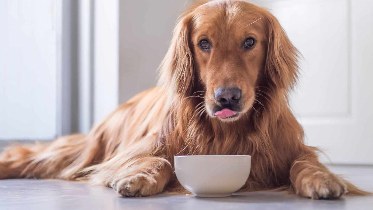 Healthy Giants: Caring for Your Big Dogs - Addiction Singapore