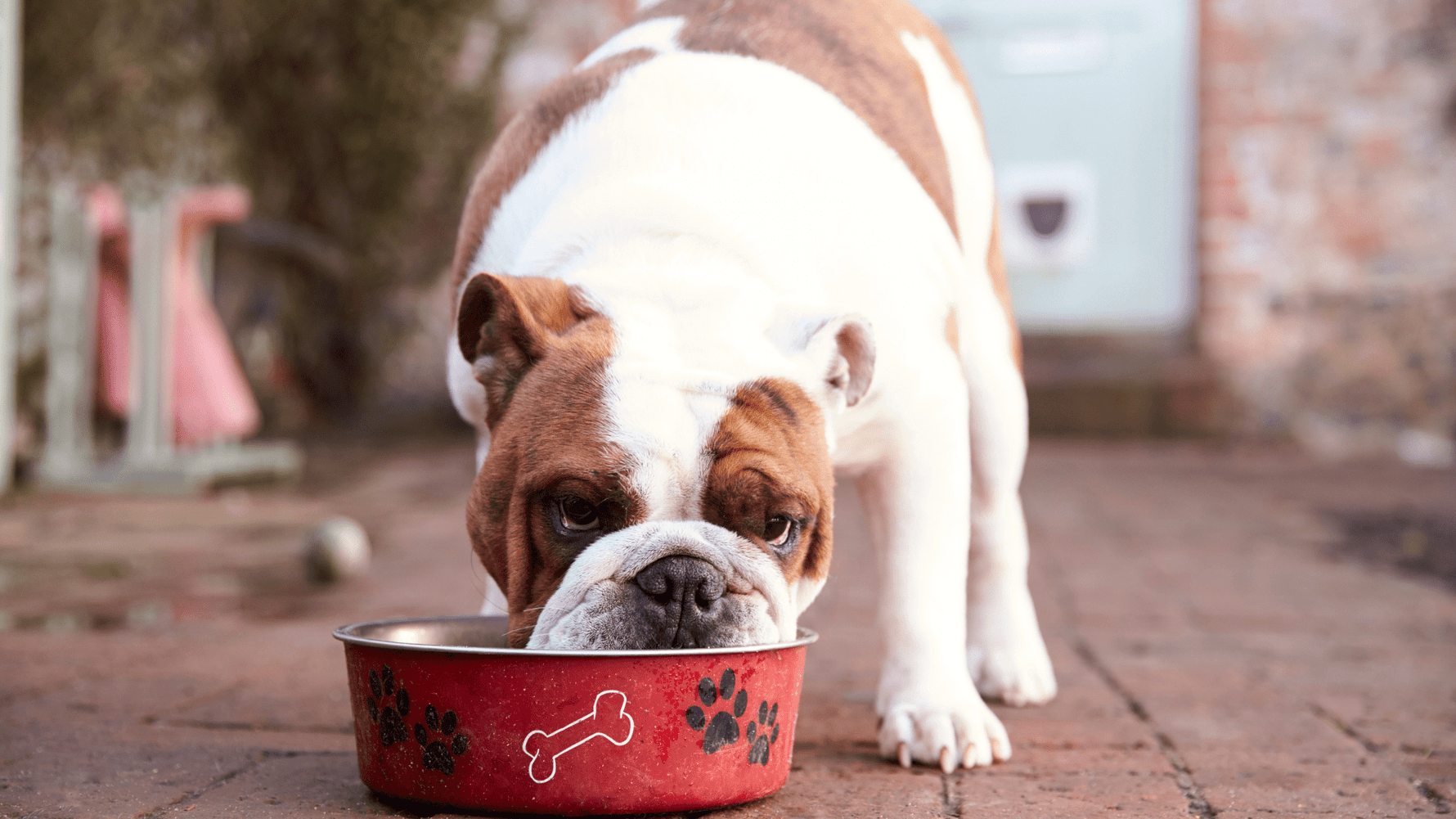 How a Nature-Led Diet Supports Your Pet’s Long-Term Health and Wellbeing - Addiction Singapore
