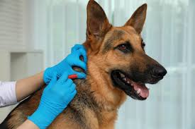 How to Improve Your Dog’s Skin and Coat Health – Anywhere, Anytime - Addiction Singapore
