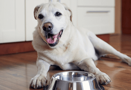 How to Solve Common Health Challenges for Adult Large Breed Dogs - Addiction Singapore