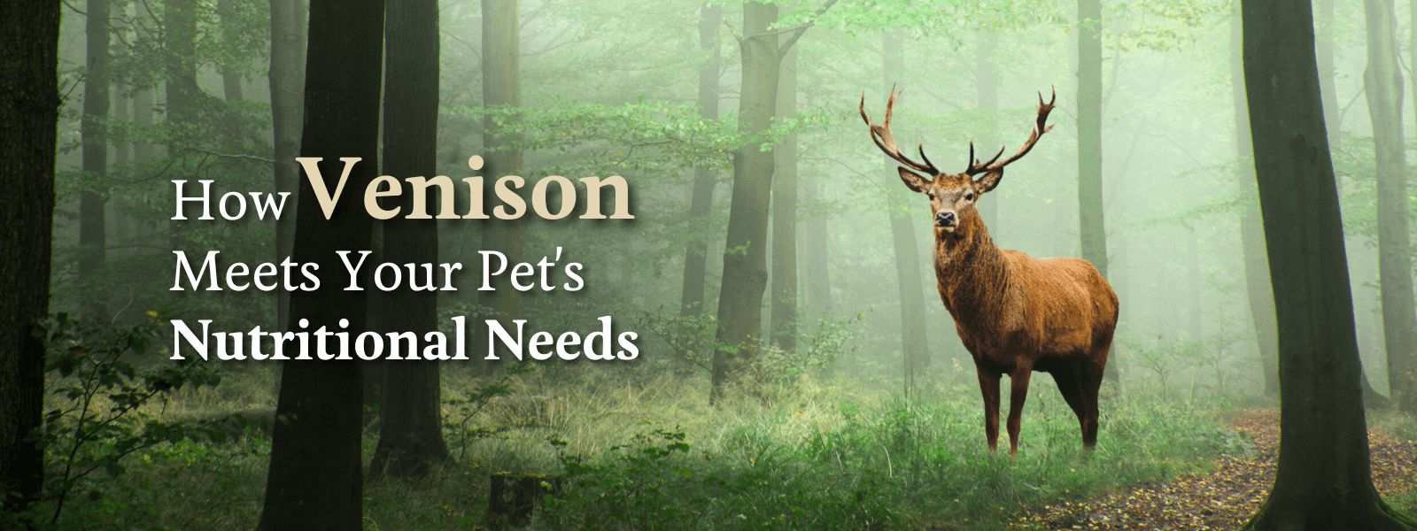 How Venison meets your Pet’s Nutritional Needs - Addiction Singapore