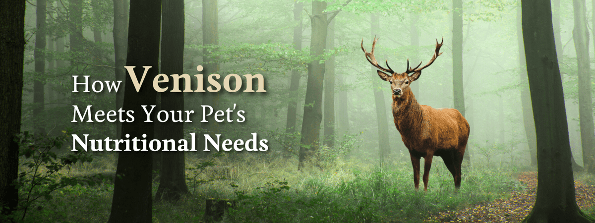 How Venison meets your Pet’s Nutritional Needs - Addiction Singapore