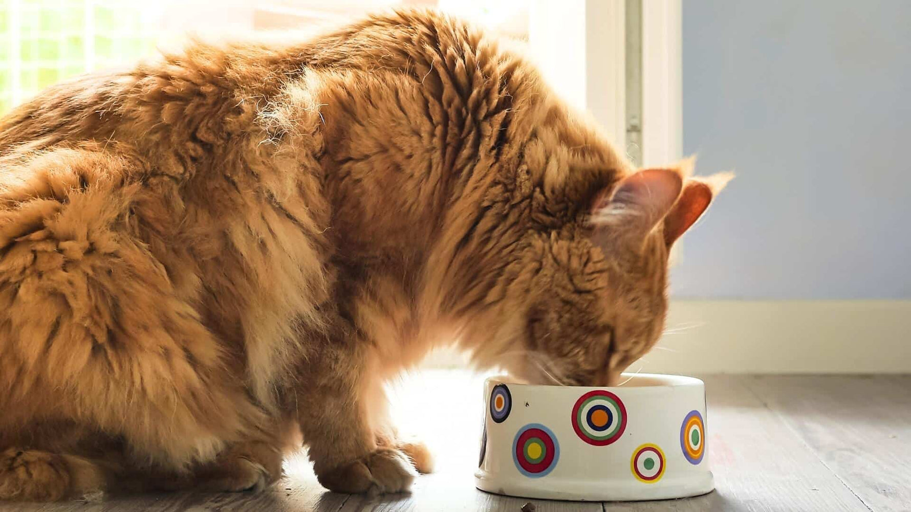 Hunter 101: A Guide to Choosing the Best Food for Your Carnivorous Companion - Addiction Singapore