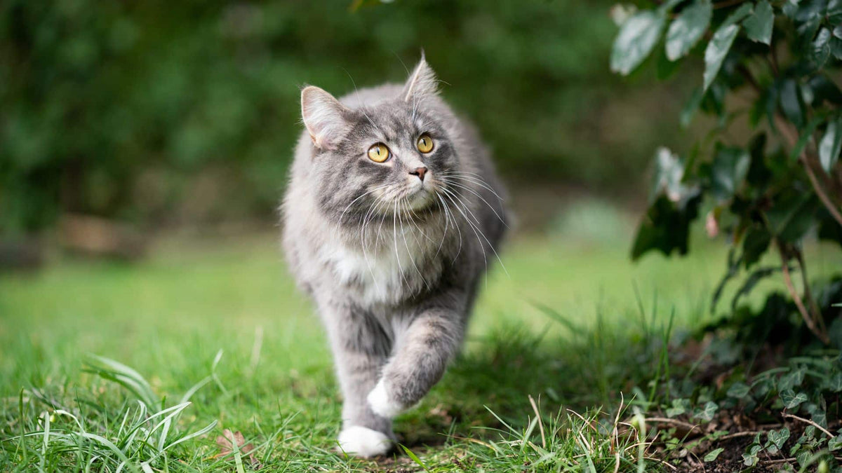 In is the New Out: Protecting Adult Cats from Outdoor Risks - Addiction Singapore