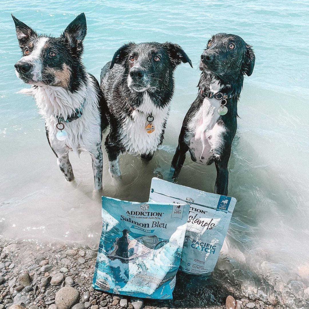Is New Zealand-Made Pet Food Worth the Hype? - Addiction Singapore