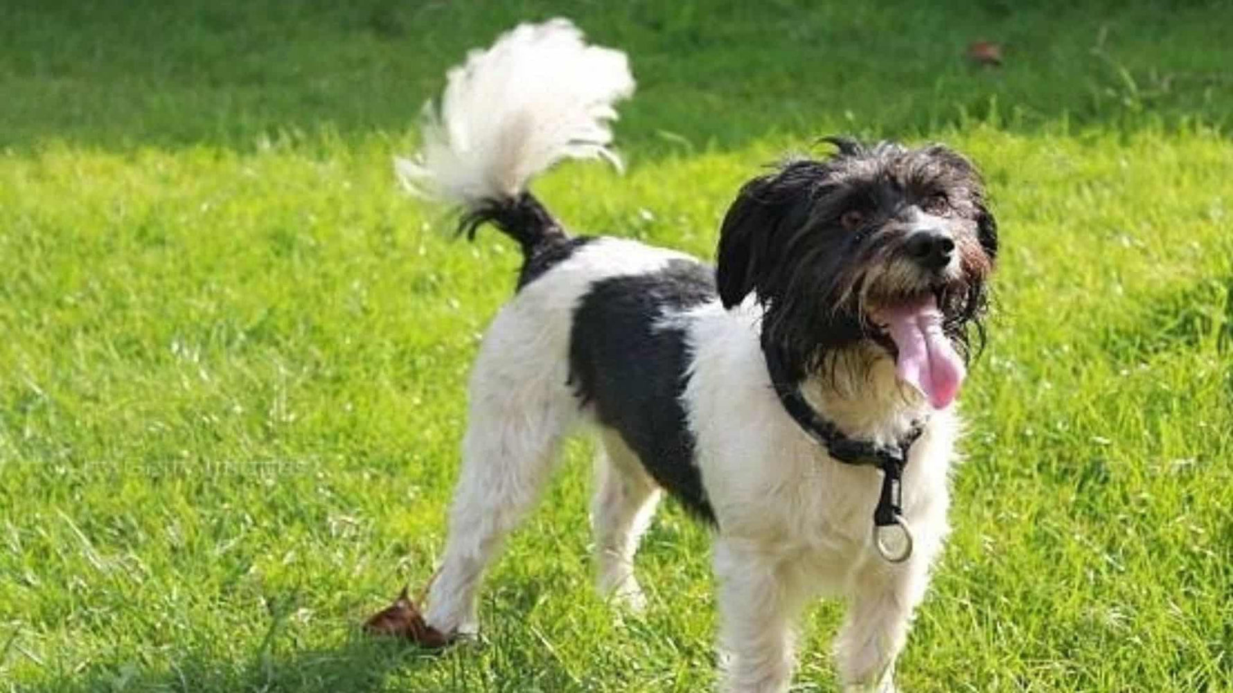 Is Your Dog Happy? 5 Clues Besides The Zoomies - Addiction Singapore