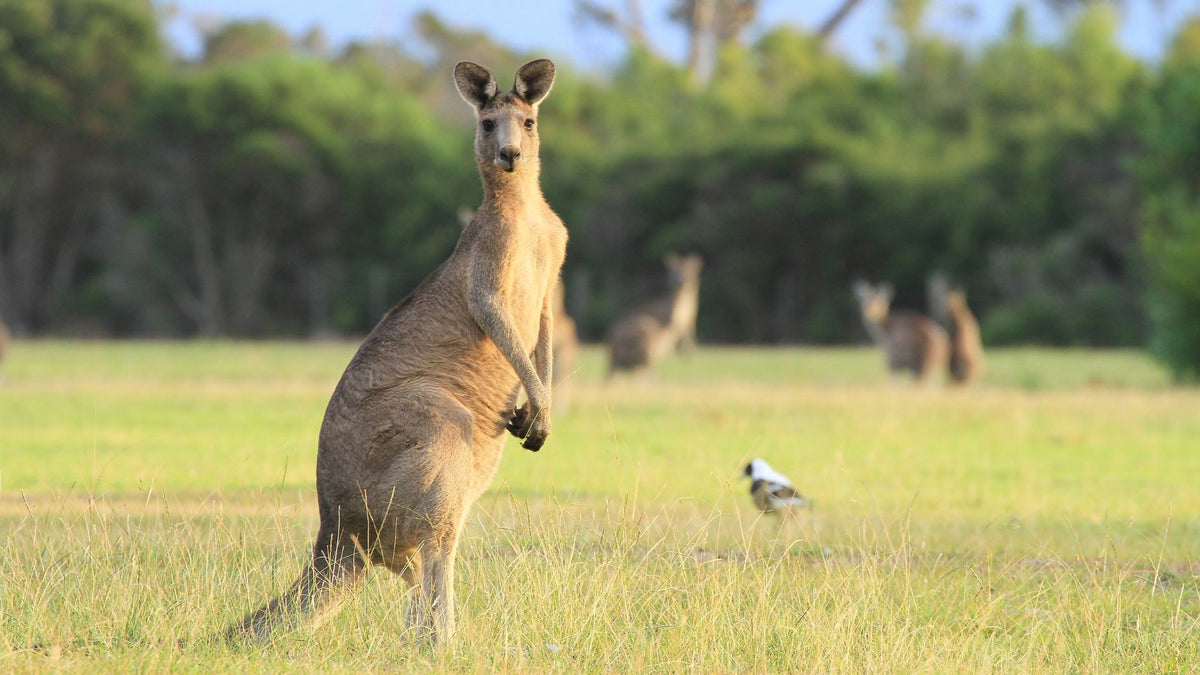 Kangaroo Meat — All Dogs’ New Favourite Protein - Addiction Singapore