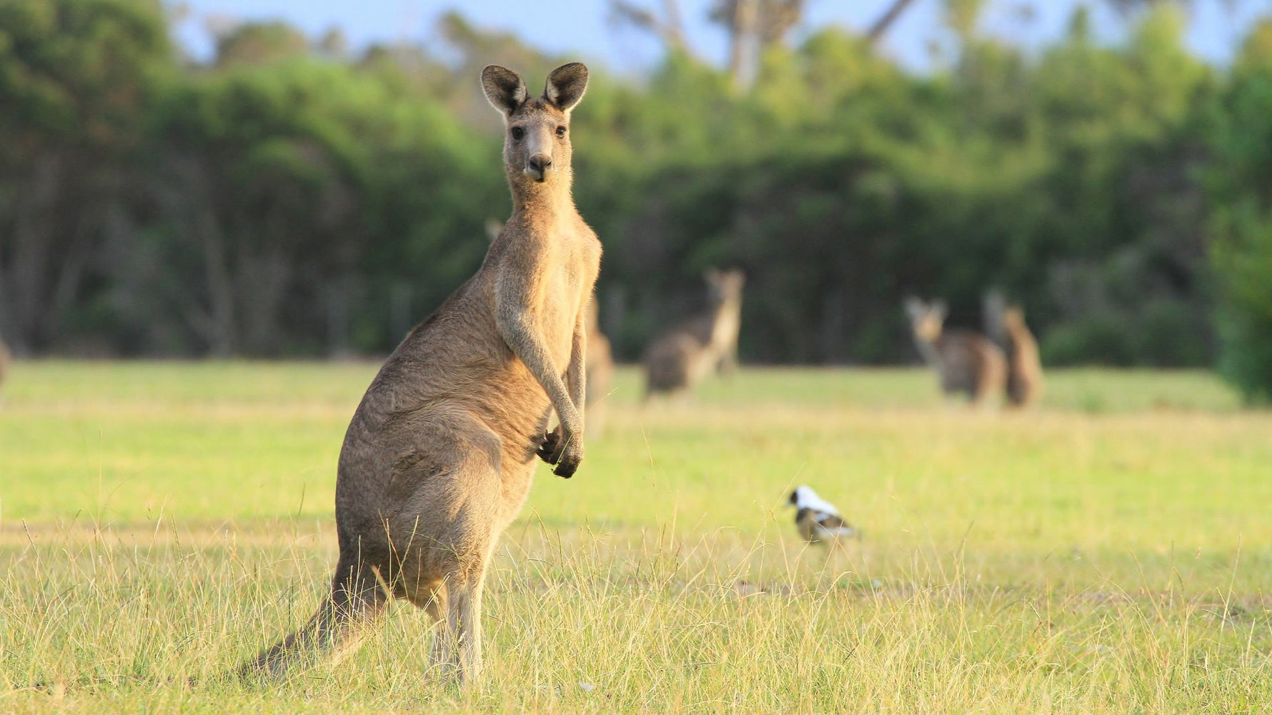 Kangaroo Meat — All Dogs’ New Favourite Protein - Addiction Singapore