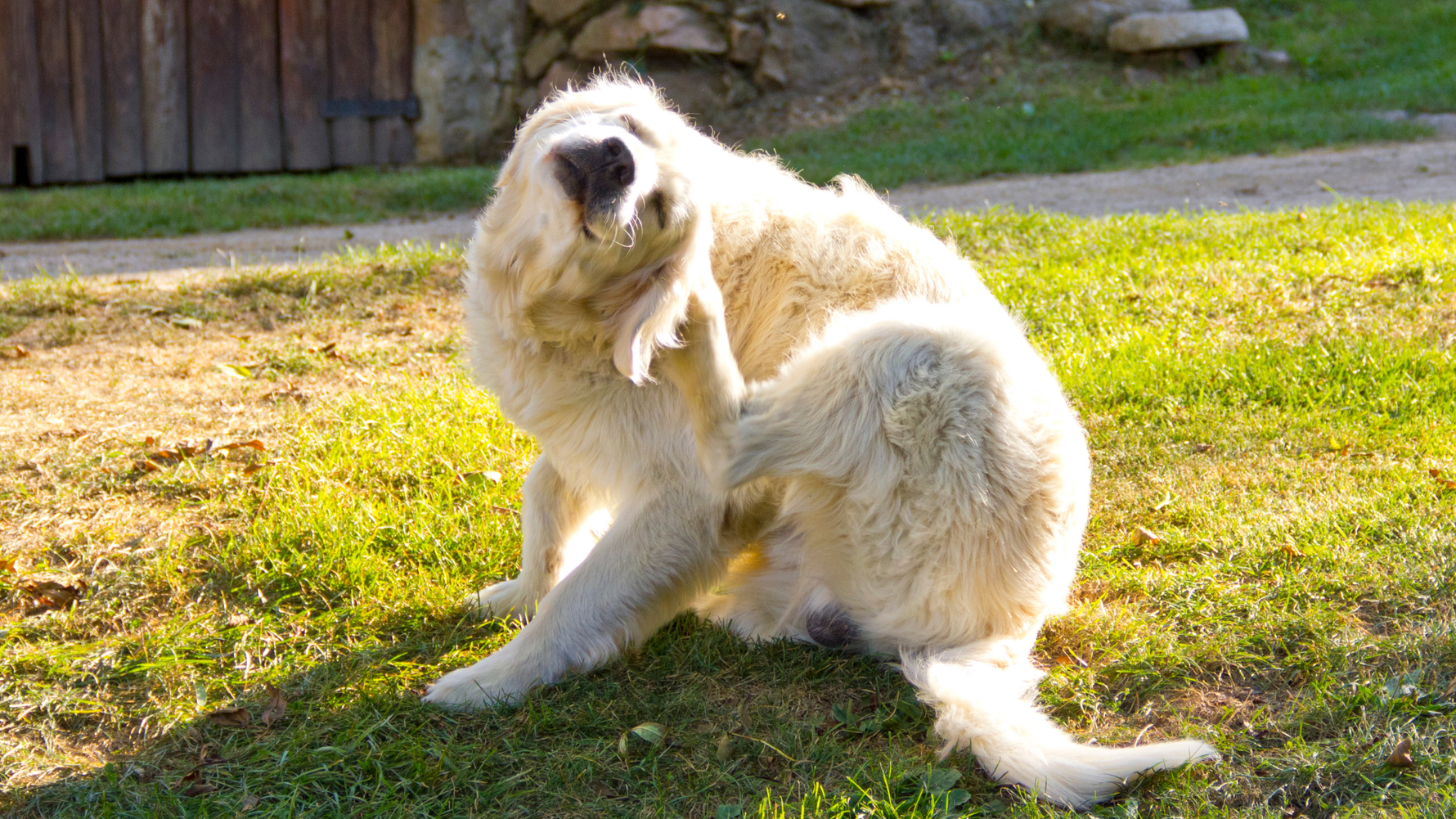 Navigating the Challenges of Dietary Sensitivities in Dogs - Addiction Singapore