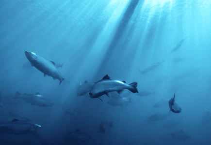 New Zealand King Salmon vs. Other Salmon: 8 Benefits That Make It the Healthiest Choice for Pets (and You!) - Addiction Singapore