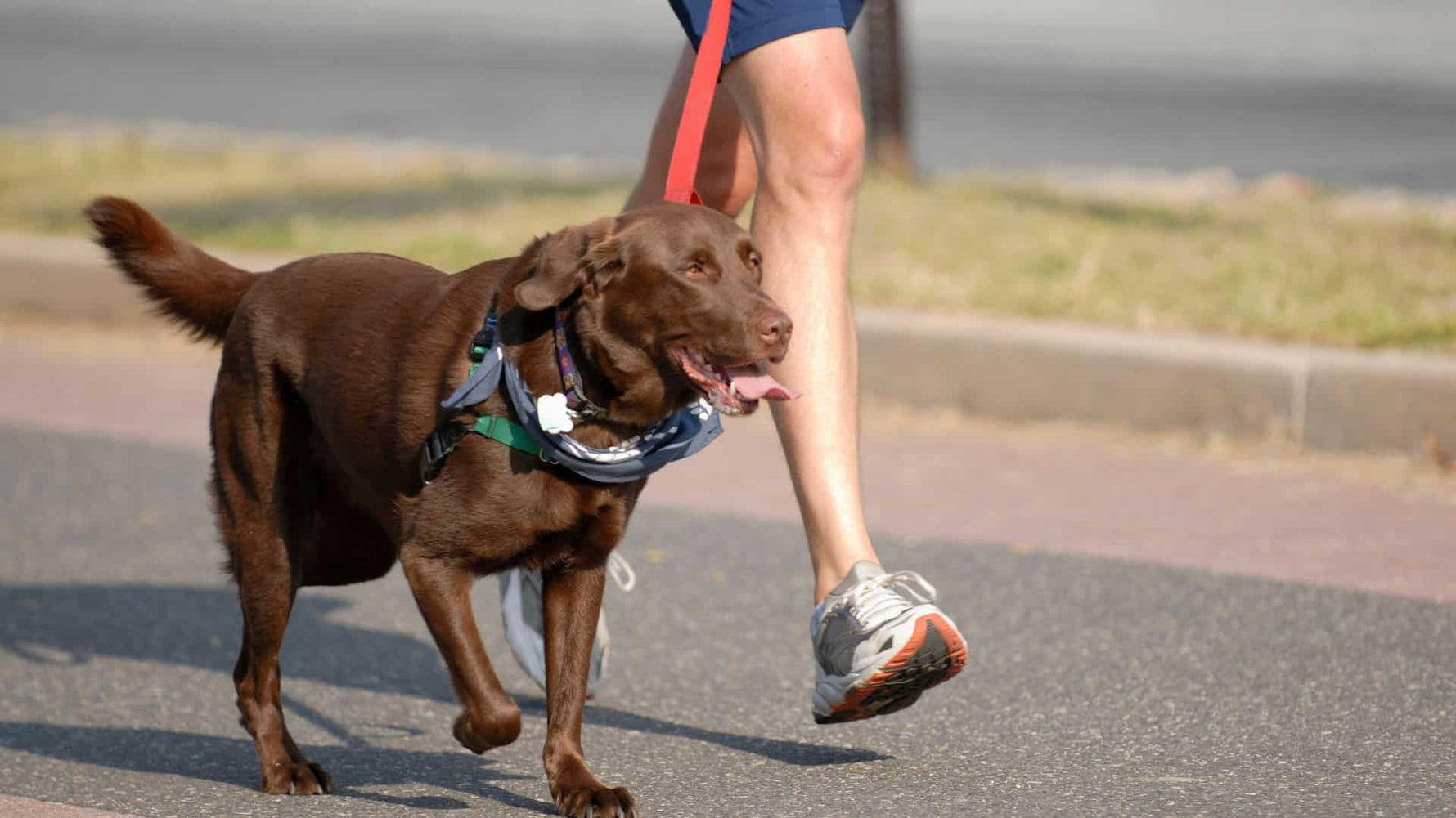 Omega-3: Your Dog’s Best Friend - Addiction Singapore