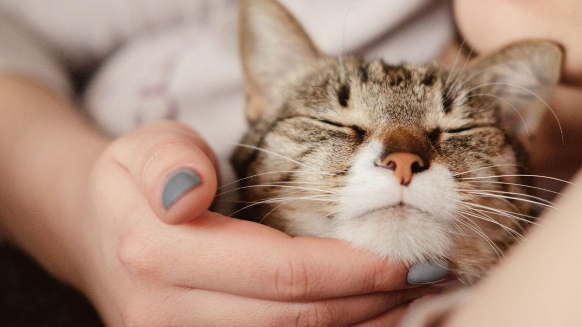 Pamper Your Cat & Yourself: Beauty Tips - Addiction Singapore