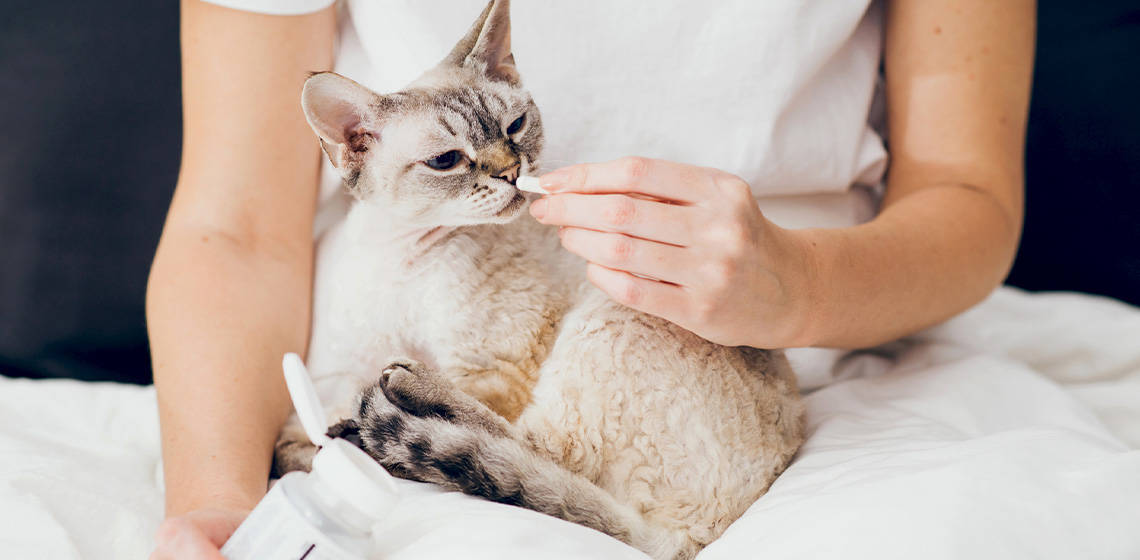 Prebiotics for Optimal Coat Health: How Gut Health Impacts Your Cat’s Fur - Addiction Singapore