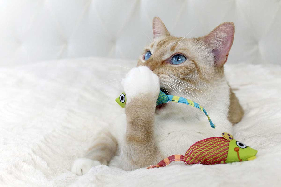 Simple At-Home Hacks to Keep Your Cat’s Teeth Healthy! - Addiction Singapore