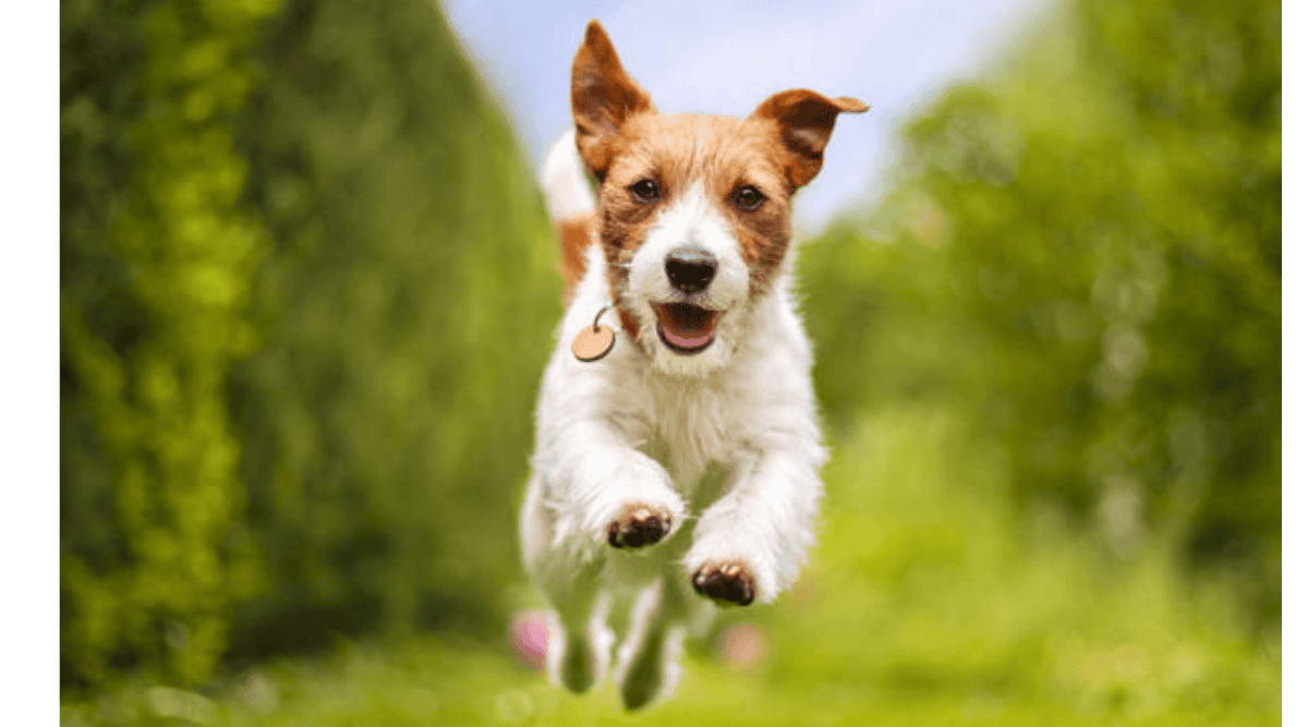Small Breed Dog Food: Tiny Tummies, Big Needs - Addiction Singapore