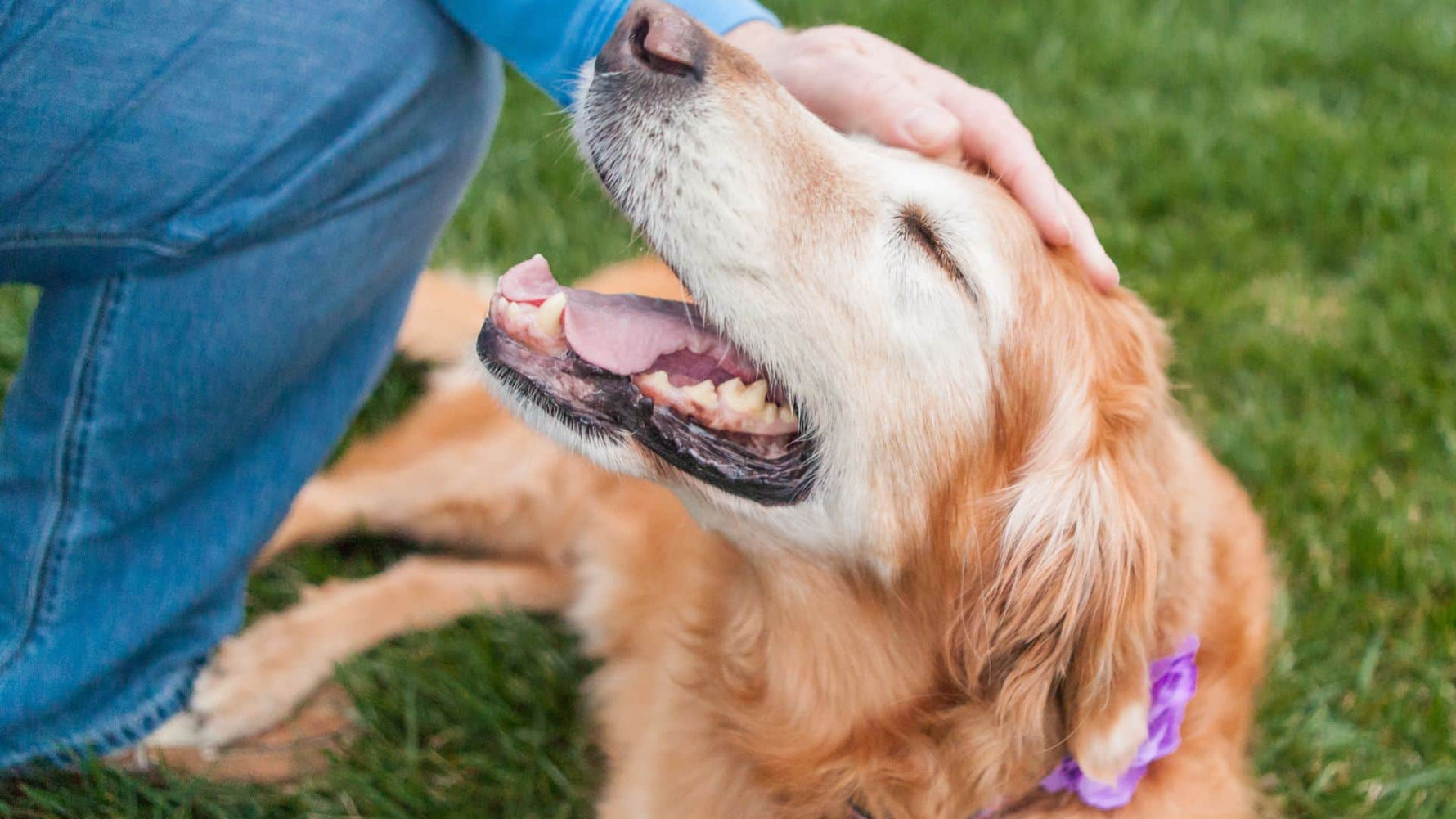 Soft Food Tips for Elderly Dogs - Addiction Singapore