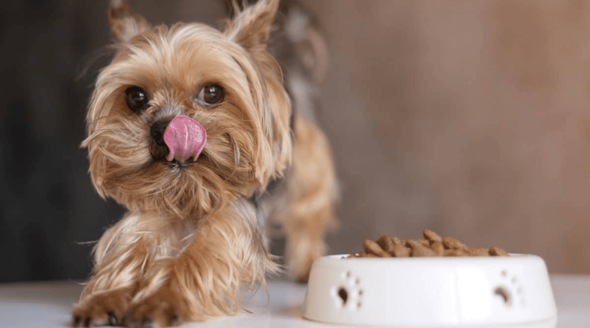 Tailoring Nutrition for Popular Small Breeds - Addiction Singapore
