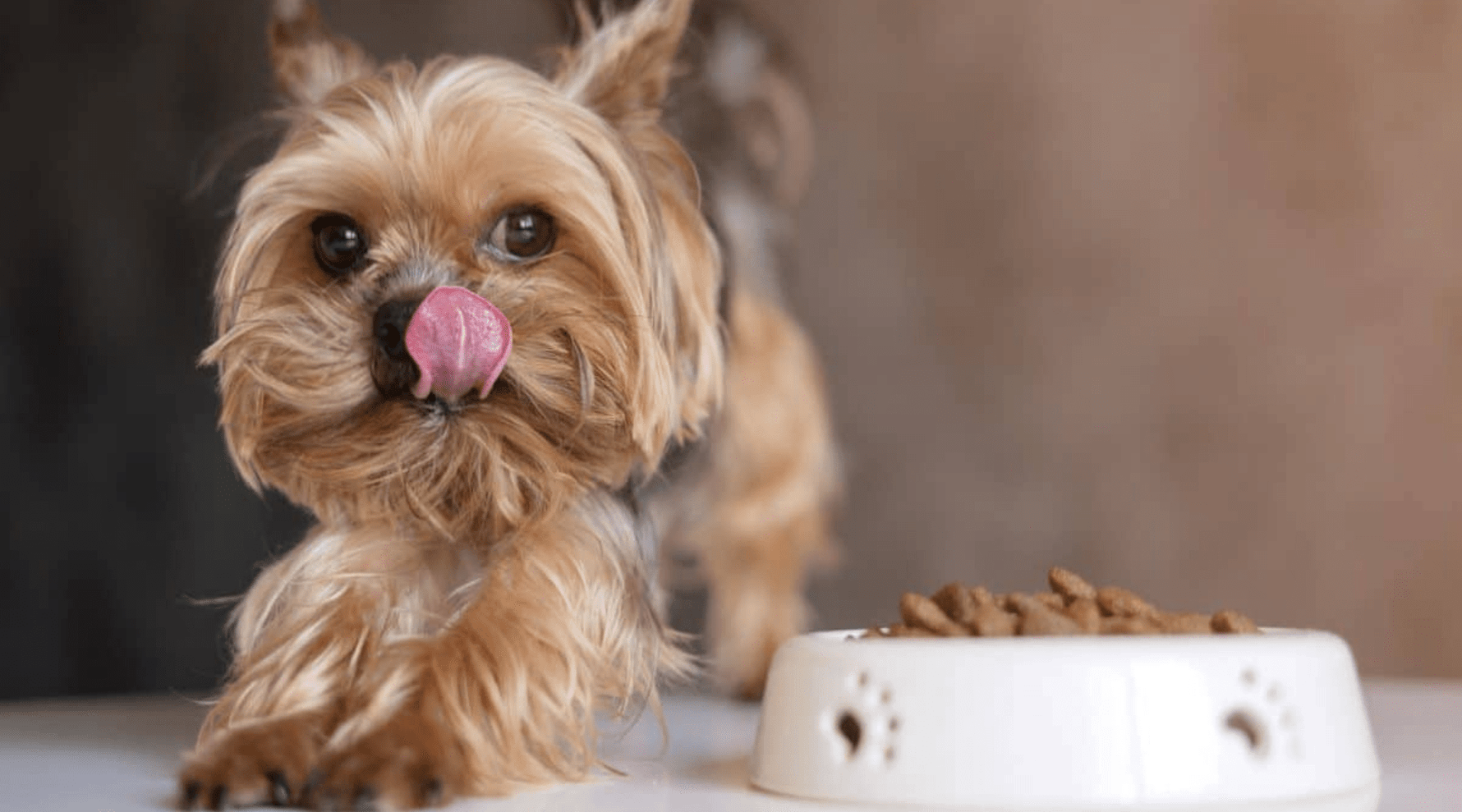 Tailoring Nutrition for Popular Small Breeds - Addiction Singapore