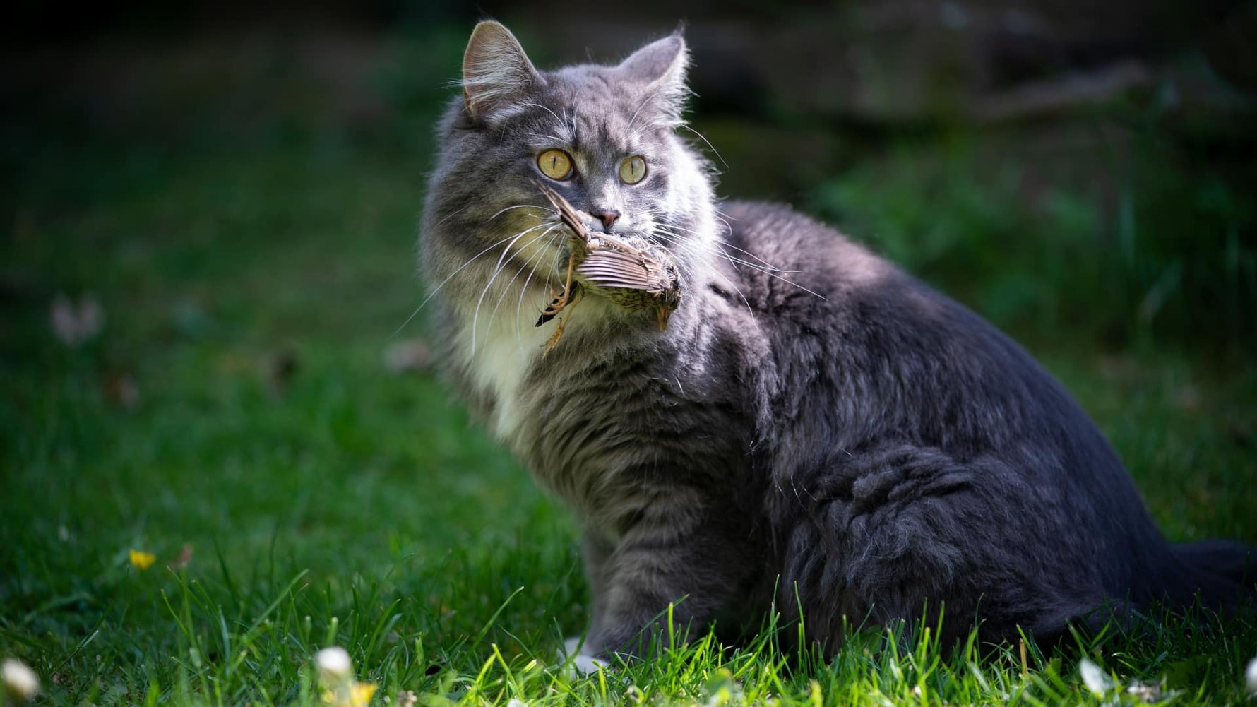 The Art of Feline Feeding: Why Your Cat Needs a Meat-First Diet - Addiction Singapore