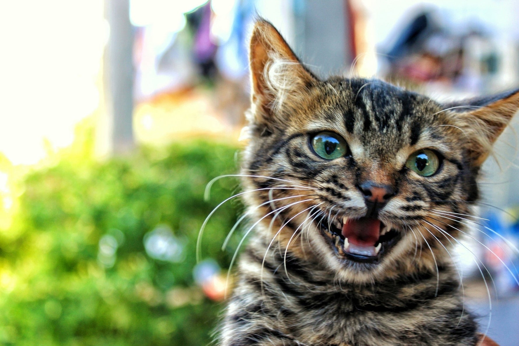 The different types of UTI in cats and its symptoms - Addiction Singapore